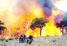 Naâma – Campagne de prévention des incendies de forêts, récoltes et palmeraies lancée