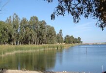 Sidi Bel-Abbès – Célébration de la biodiversité au lac Sidi-M’hamed-Benali