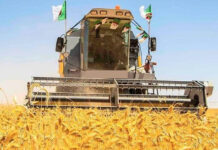 Tlemcen – Une production record de près d’un million de quintaux de céréales attendue pour la campagne de moisson