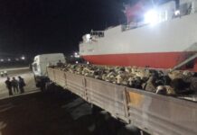 Jijel – Plus de 81 000 moutons de Roumanie débarquent au port de Djen Djen