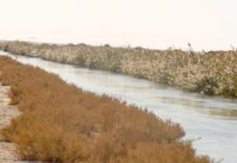 Ouargla – La recherche appliquée face à l’ensablement et à la remontée des eaux