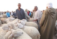 Tindouf – Renforcement du contrôle sanitaire sur les marchés de bétail à l’approche de l’Aïd