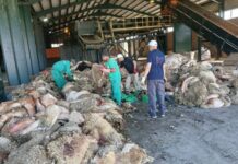 Touggourt – Plus de 5 000 peaux de sacrifice collectées et valorisées dans la filière cuir