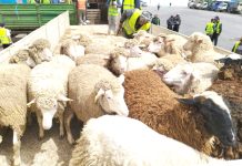 Achat de moutons de l’Aïd – Les modalités d’utilisation de la plateforme numérique fixées