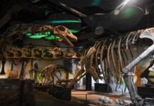 Thaïlande – Un nouveau dinosaure géant identifié