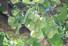 Mascara – Le Ginkgo biloba à l’essai dans les pépinières forestières