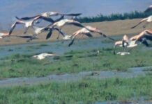 Zones humides – Le recensement des oiseaux nicheurs se poursuit