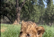 Jijel: Trois lionceaux d’Afrique voient le jour au parc zoologique de Bordj Blida