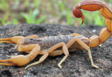 Afrique du Sud – Un homme arrêté avec 150 scorpions venimeux à l’aéroport du Cap