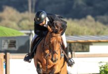 Equitation – Le grand concours national » Modèles et allures » du cheval barbe vendredi et samedi à Aïn M’lila
