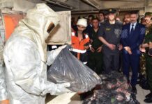 ANP – Plus de 50 milliards de dinars de drogues réduits en cendres