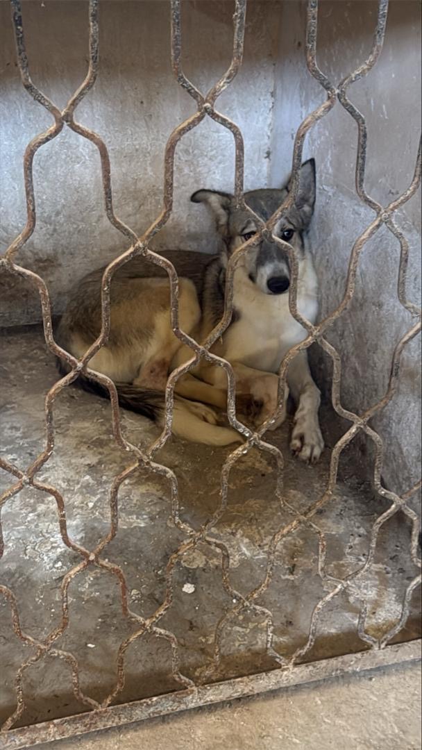 03 - Des associations interpellent le wali d’Oran sur l’abattage des animaux errants malgré l’interdiction ministérielle