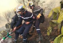 Saïda – Les jeunes mobilisés pour la prévention et la lutte contre les incendies de forêt