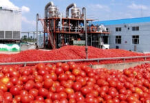 Chlef: Une production record de 1,4 million de quintaux de tomates industrielles attendue cette saison