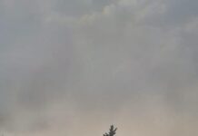 Incendies à Tlemcen – L’Armée, la Protection civile et les citoyens unis face aux flammes