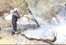 Violents incendies à Ouled Mimoun – Mobilisation générale pour sauver les massifs forestiers
