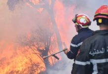 Interdiction stricte de plusieurs activités en forêt pour prévenir les incendies