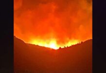 Tlemcen – Nuit de braise à Beni Ouarsous, la forêt de Dahr Diss sauvée par une mobilisation héroïque