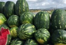 Le ministère du Commerce rassure et dénonce la désinformation : « Il n’y a aucun danger à consommer la pastèque »