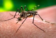 Sri Lanka – Une épidémie de dengue fait 49 morts