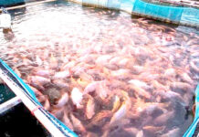 Aquaculture – Oran intensifie la promotion du tilapia rouge