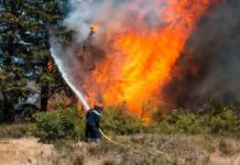 Feux de forêts – Les dégâts des incendies en cours d’évaluation