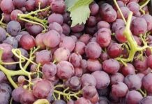 Mascara – Une campagne estivale prometteuse pour l’arboriculture fruitière