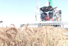 Mascara – Après la moisson-battage, l’accent sur la collecte et le stockage des céréales