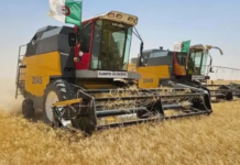 Relizane – Une récolte céréalière record de 1,05 million de quintaux