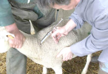 Tissemsilt – Une vaste campagne de vaccination ovine pour endiguer la clavelée