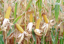 El-Oued – Promouvoir les cultures du tournesol et du maïs en grains