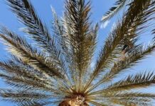 Ghardaïa – Plus de 200.000 palmiers traités contre le Boufaroua