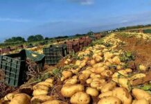 Laghouat – Plus d’un million de quintaux de pomme de terre attendus cette saison