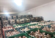 Mila – Un programme de stockage de 32 500 quintaux d’ail pour réguler le marché