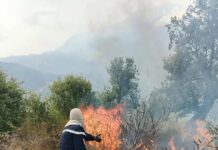 Feux de forêt – Des unités d’intervention en renfort à Jijel
