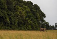 Gabon – Lancement d’un projet pour la conservation de l’environnement