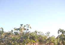 Foncier agricole à Oran – Plus de 6 200 exploitants appelés à régulariser leurs contrats de concession