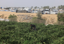 Agression sioniste contre Ghaza – Seulement 3% des terres agricoles intactes et accessibles