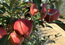 Aflou et Laghouat – Plus de 12 000 quintaux de pommes récoltés