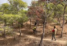 Mostaganem – Vaste opération d’aménagement forestier et de prévention des incendies