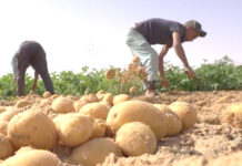 Relizane – Plus de 96 000 quintaux de pommes de terre de saison produits