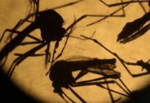 Virus du Nil occidental :Plus de 1.000 infections recensées en Europe