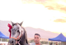 Équitation – Boussaâda accueille le concours national du cheval barbe