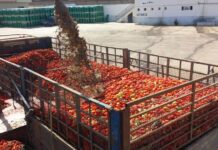 Relizane – Plus de 1,2 million de quintaux de tomates industrielles récoltés