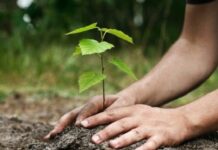 La forêt de Bethioua au cœur d’une nouvelle campagne de plantation – La Conservation des forêts appelle à une mobilisation citoyennea