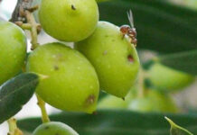 Oléiculture – Mouche de l’olive – Les agriculteurs appelés à privilégier les traitements ciblés