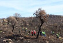Reboisement – Près de 1,2 million d’arbres seront plantés