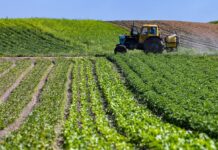 Nâama – 80 hectares attribués à de jeunes porteurs de projets agricoles