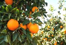 Santé végétale – Les vergers d’agrumes suivis à l’approche de la récolte des oranges