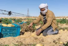 El-Oued – 84 professionnels nigériens en formation intensive dans l’agriculture